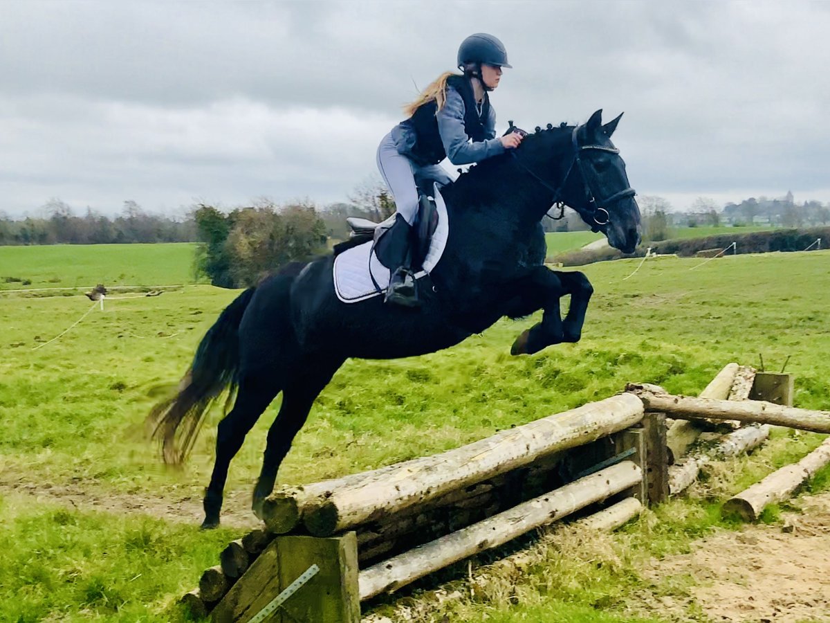 Connemara Jument 4 Ans 145 cm Gris in Mountrath