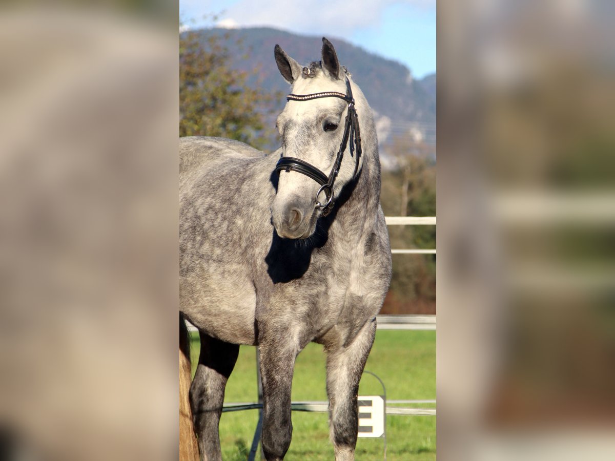 Connemara Jument 4 Ans 145 cm Gris in Kirchbichl