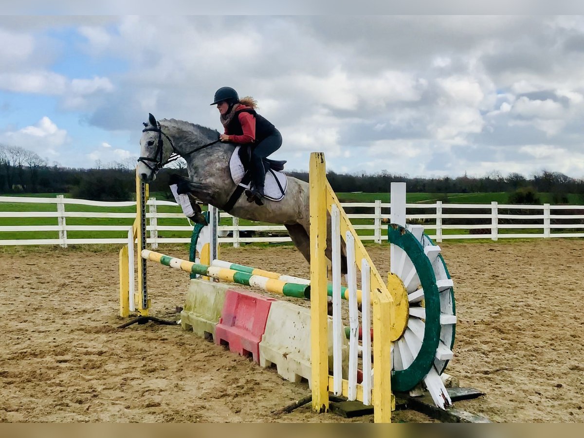 Connemara Jument 4 Ans 145 cm Gris in Mountrath