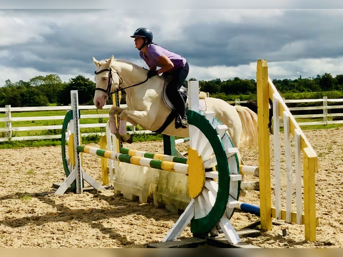 Connemara Jument 4 Ans 148 cm Cremello in Mountrath