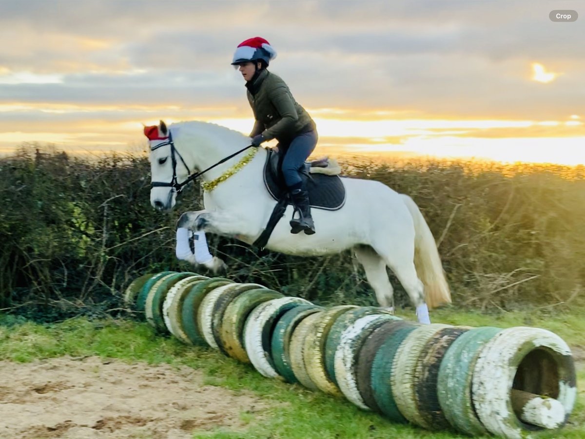 Connemara Jument 4 Ans 148 cm Gris in Mountrath