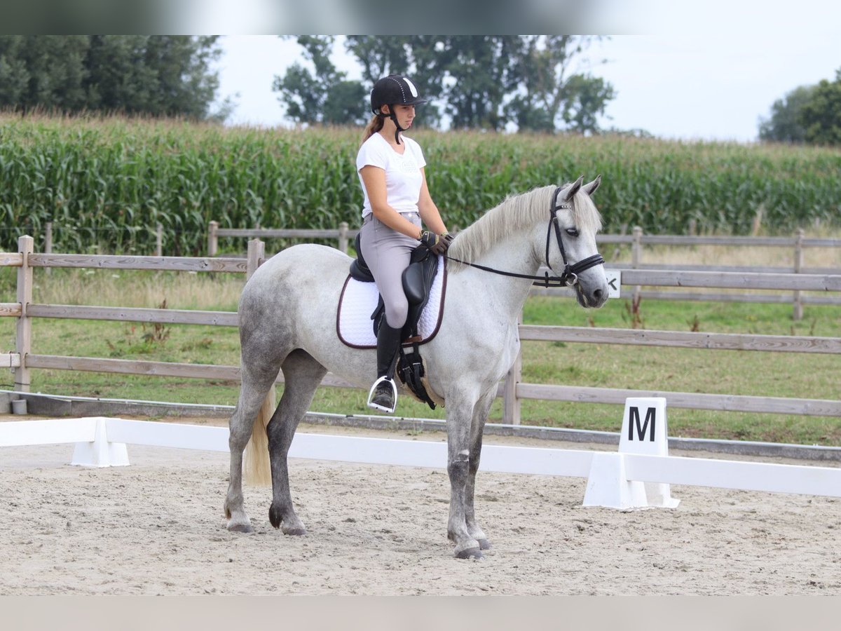 Connemara Jument 4 Ans 150 cm Rouan bleu in Bogaarden