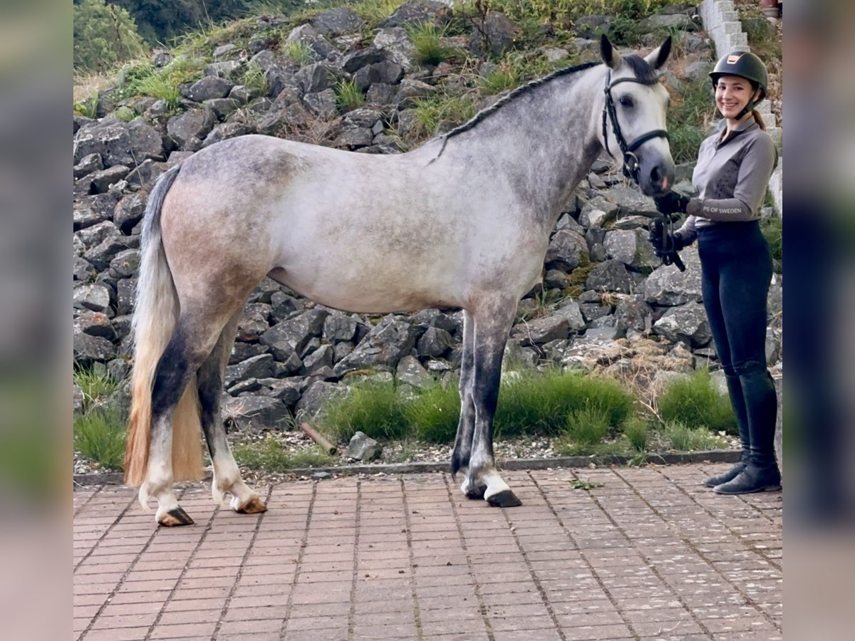 Connemara Jument 4 Ans 154 cm Gris (bai-dun) in Lisberg