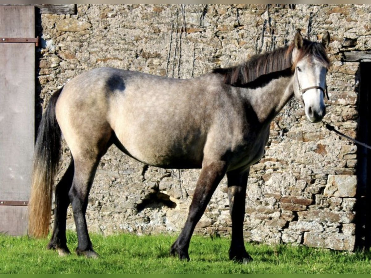 Connemara Jument 4 Ans 154 cm Gris in Bouvron