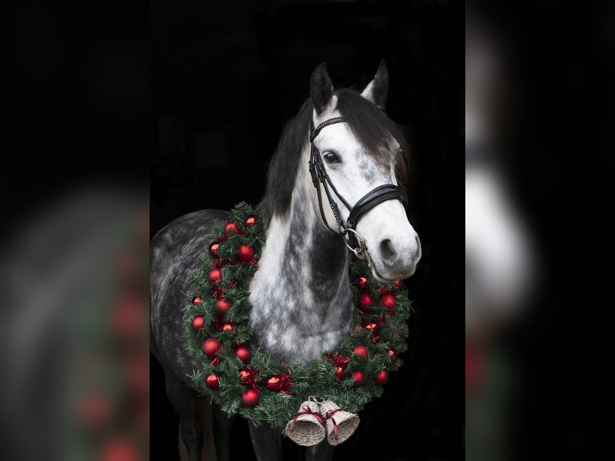 Connemara Croisé Jument 5 Ans 143 cm Gris pommelé in Vlaardingen