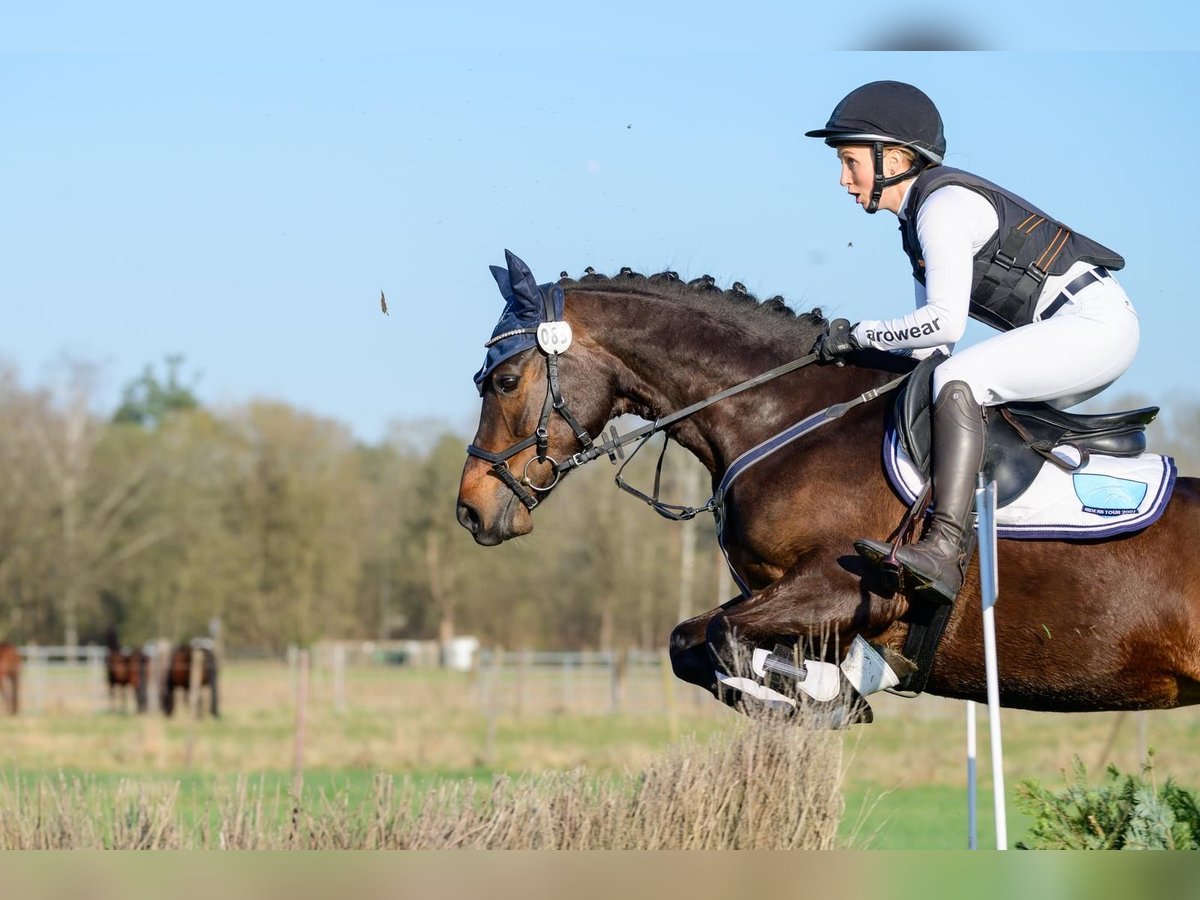 Connemara Jument 5 Ans 146 cm Bai in Stöttwang