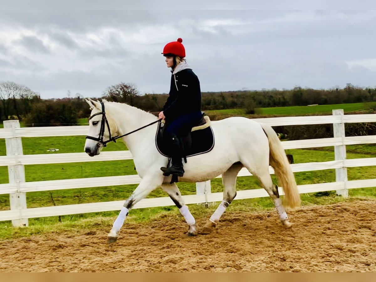 Connemara Jument 5 Ans 148 cm Gris in Mountrath