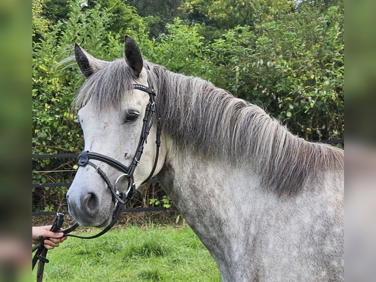 Connemara Jument 5 Ans 149 cm Gris pommelé in Nettetal