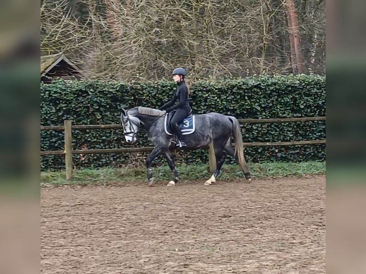 Connemara Jument 5 Ans 152 cm Gris in Venlo