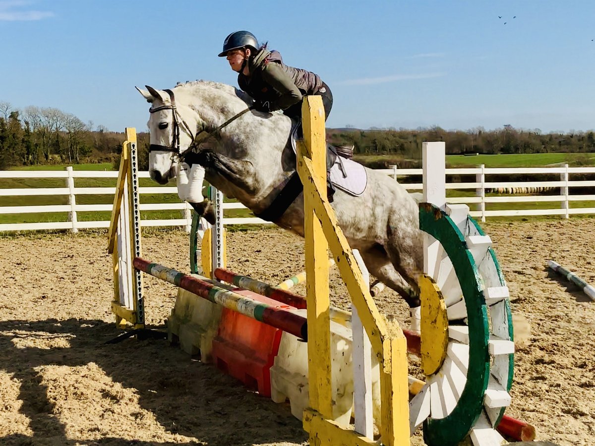 Connemara Jument 5 Ans 157 cm Gris pommelé in Mountrath