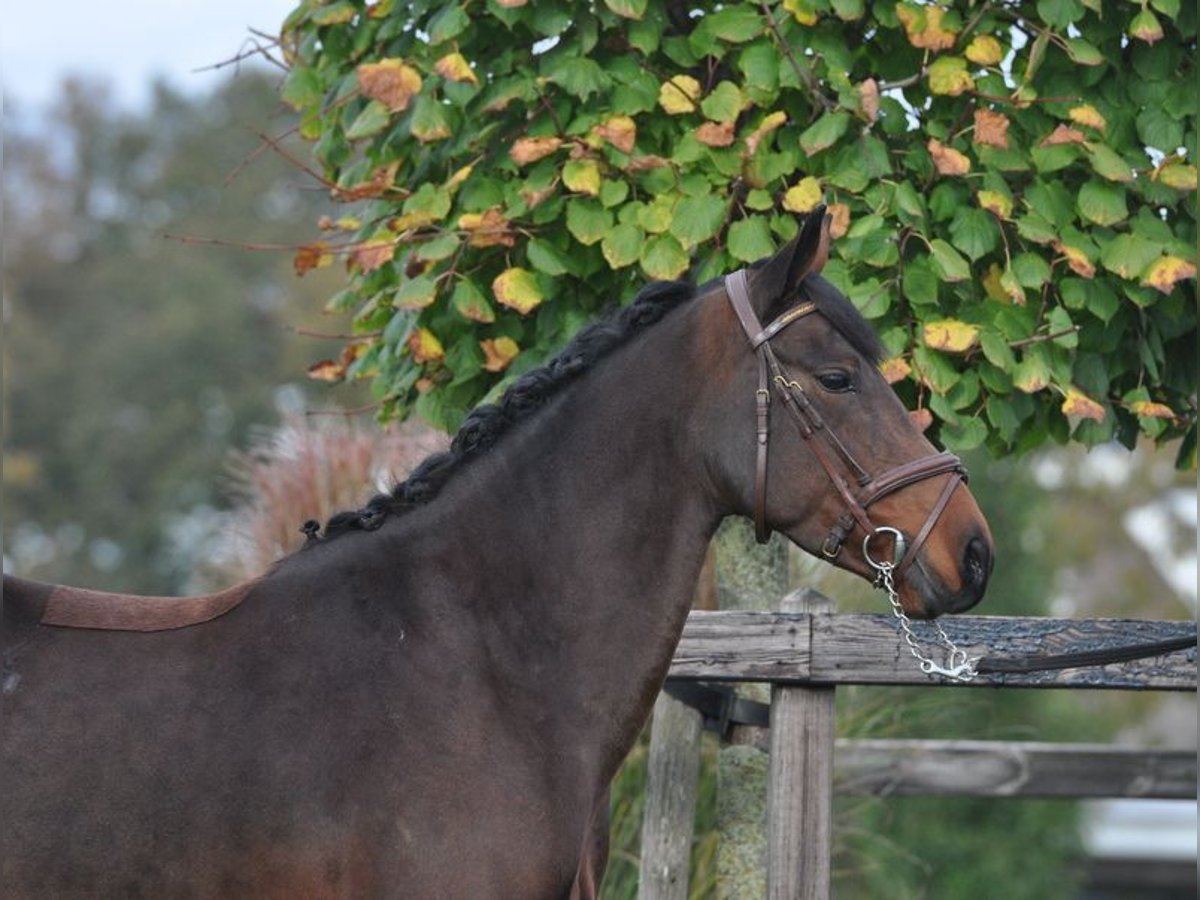 Connemara Jument 7 Ans 145 cm Bai brun in Lunteren