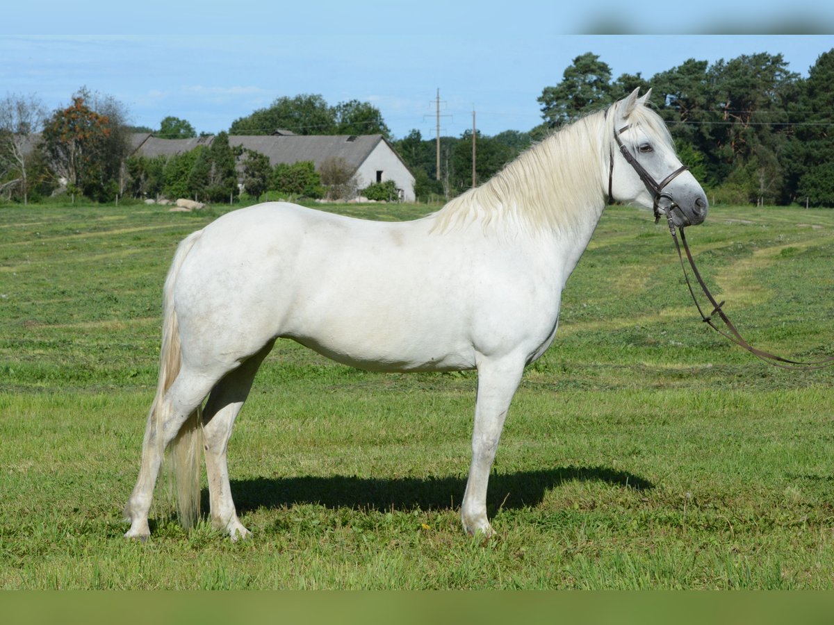 Connemara Jument 7 Ans 148 cm Gris in Poanse