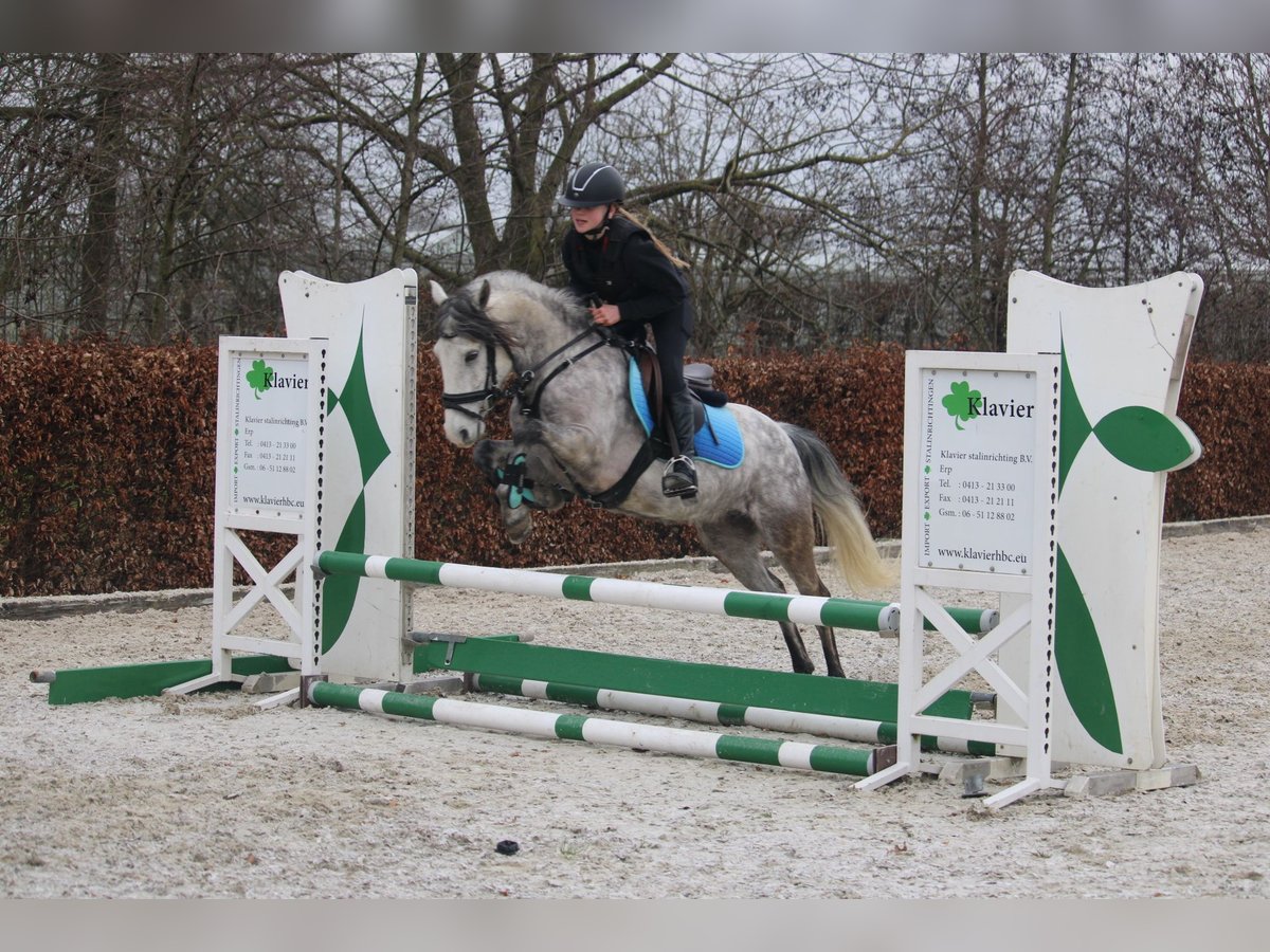 Connemara Croisé Jument 8 Ans 140 cm Gris in Wijk en Aalburg