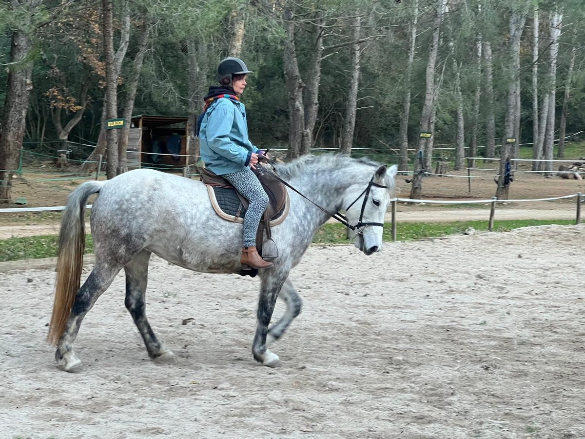 Connemara Jument 8 Ans 147 cm Gris pommelé in La Ciotat