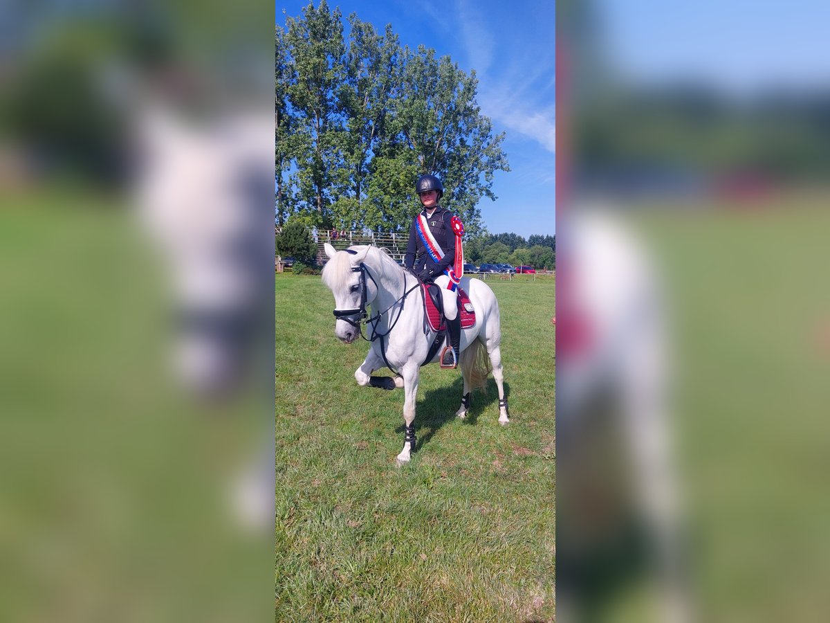 Connemara Jument 8 Ans 148 cm Gris in Chot&#x11B;bo&#x159;