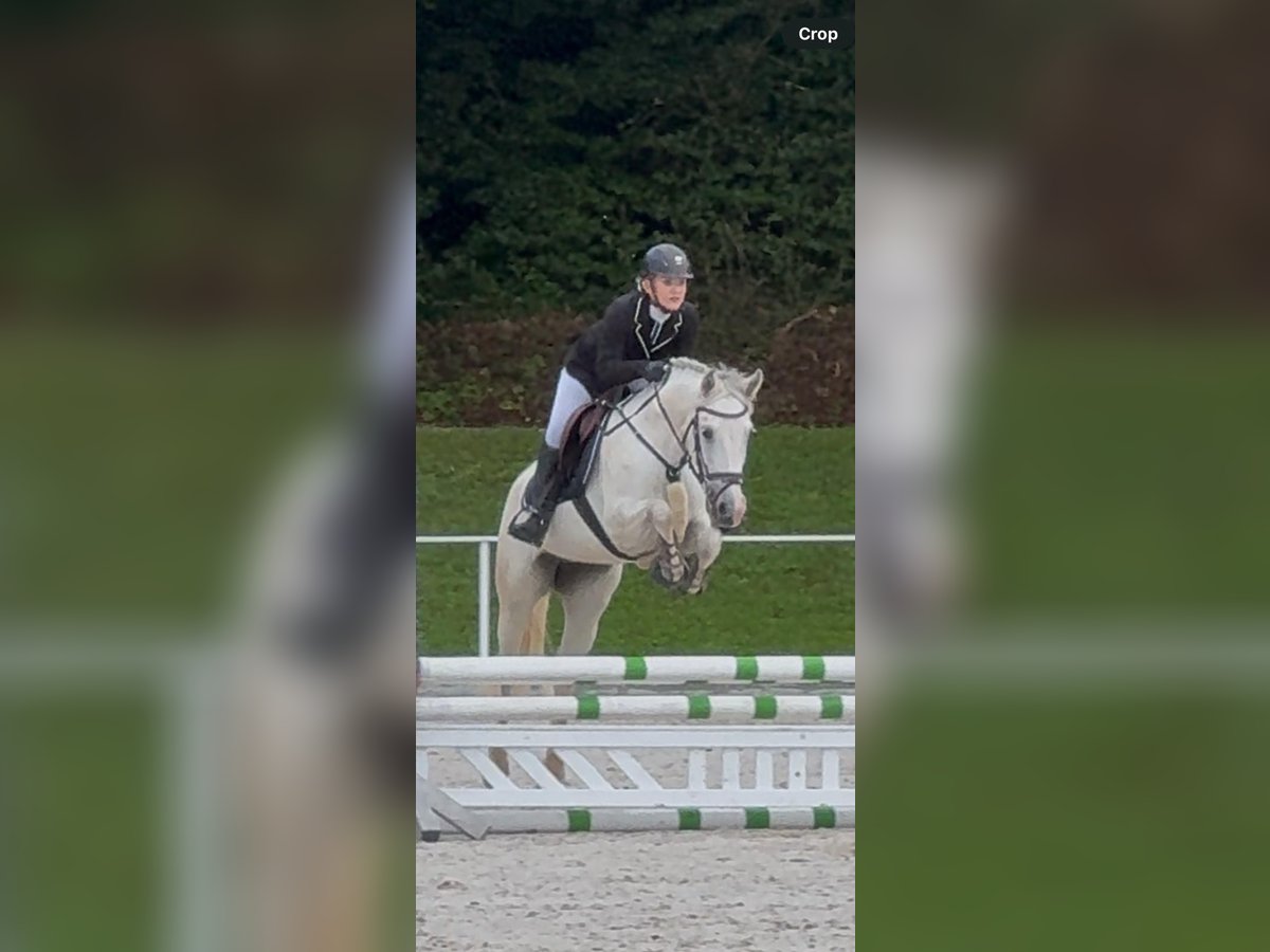 Connemara Jument 8 Ans 158 cm Gris in Bad goisern