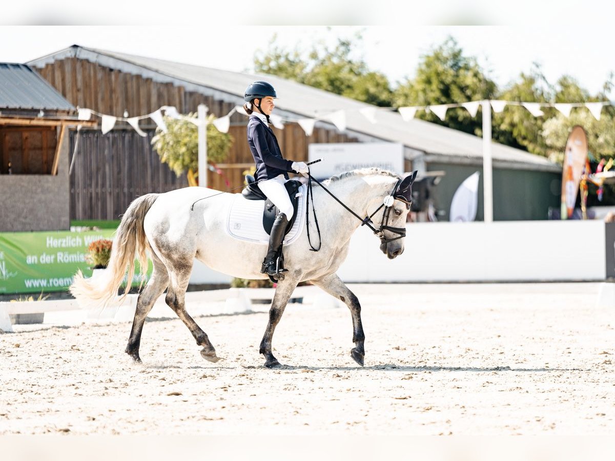 Connemara Mare 10 years 14,1 hh Gray in Pellingen