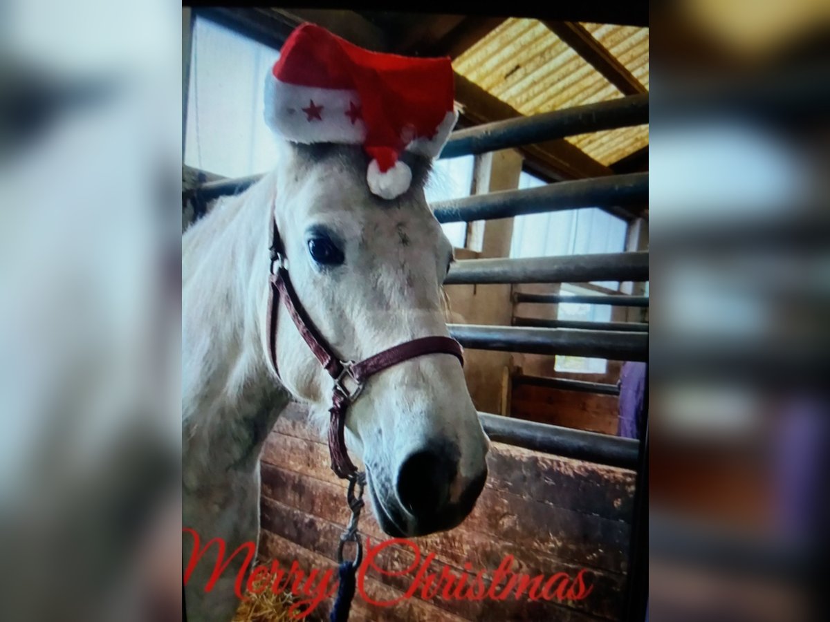 Connemara Mix Mare 10 years 14 hh Grey in Ebhausen
