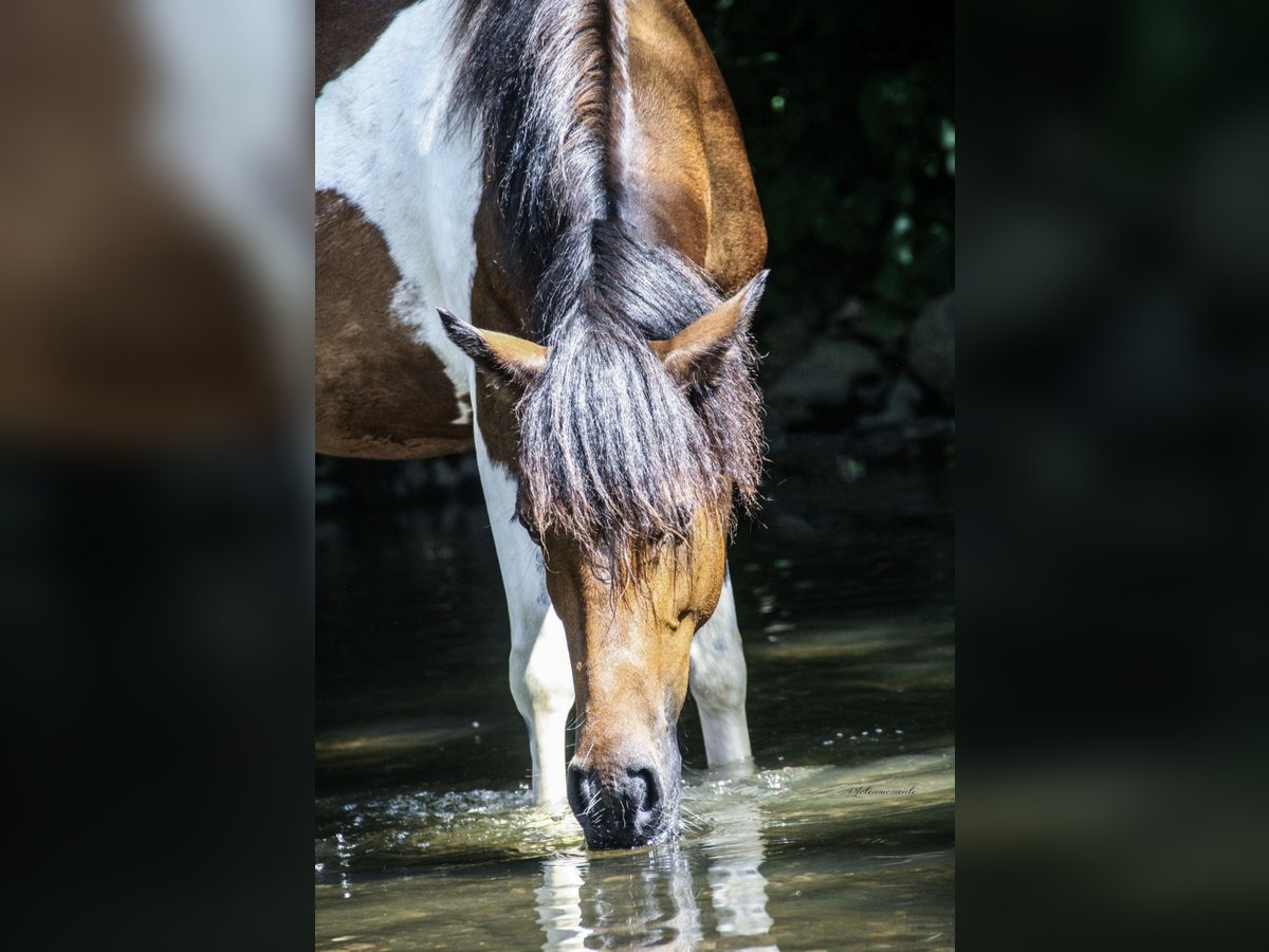 Connemara Mix Mare 10 years 14,2 hh Pinto in Müschenbach Connemara Mix Mare 10 years 14,2 hh Pinto in Müschenbach