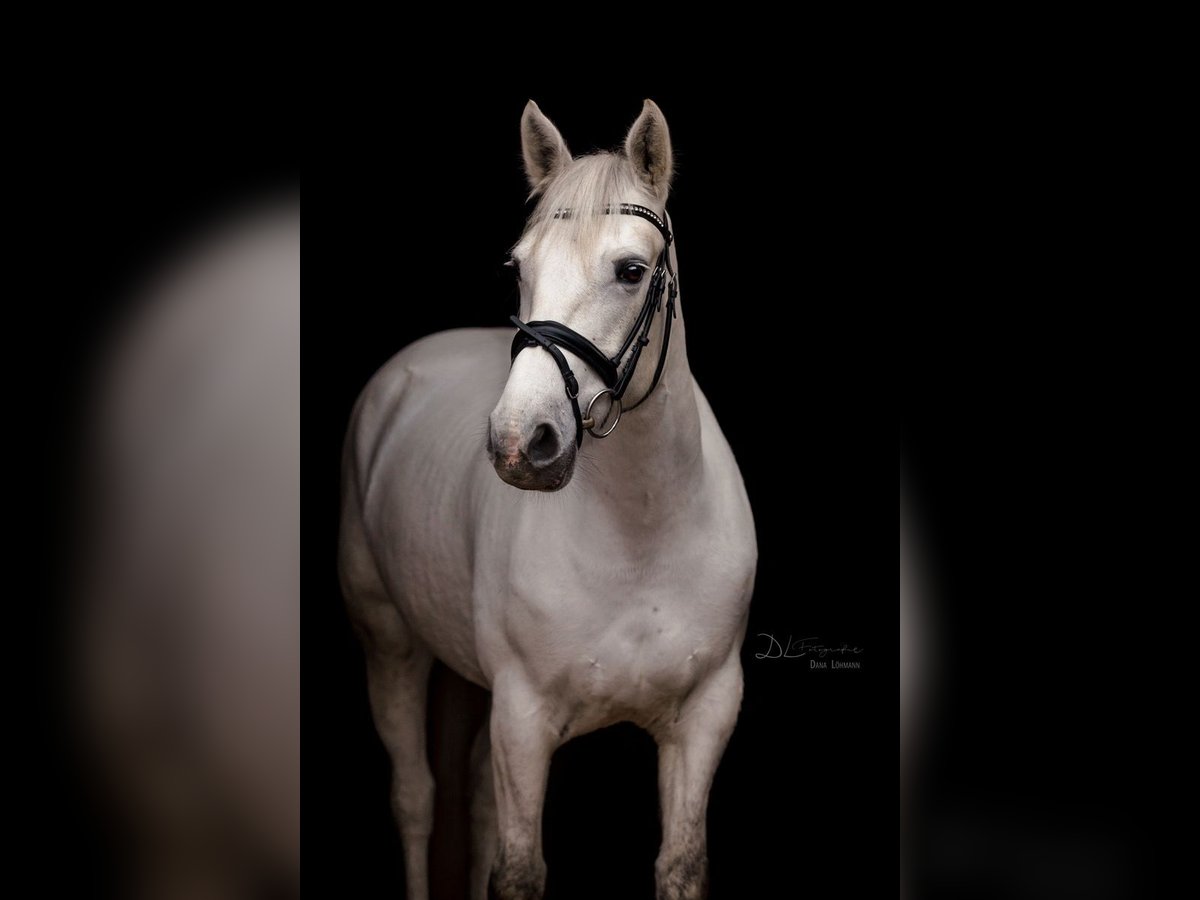 Connemara Mare 10 years 14,3 hh Grey in Visbek Connemara Mare 10 years 14,3 hh Grey in Visbek