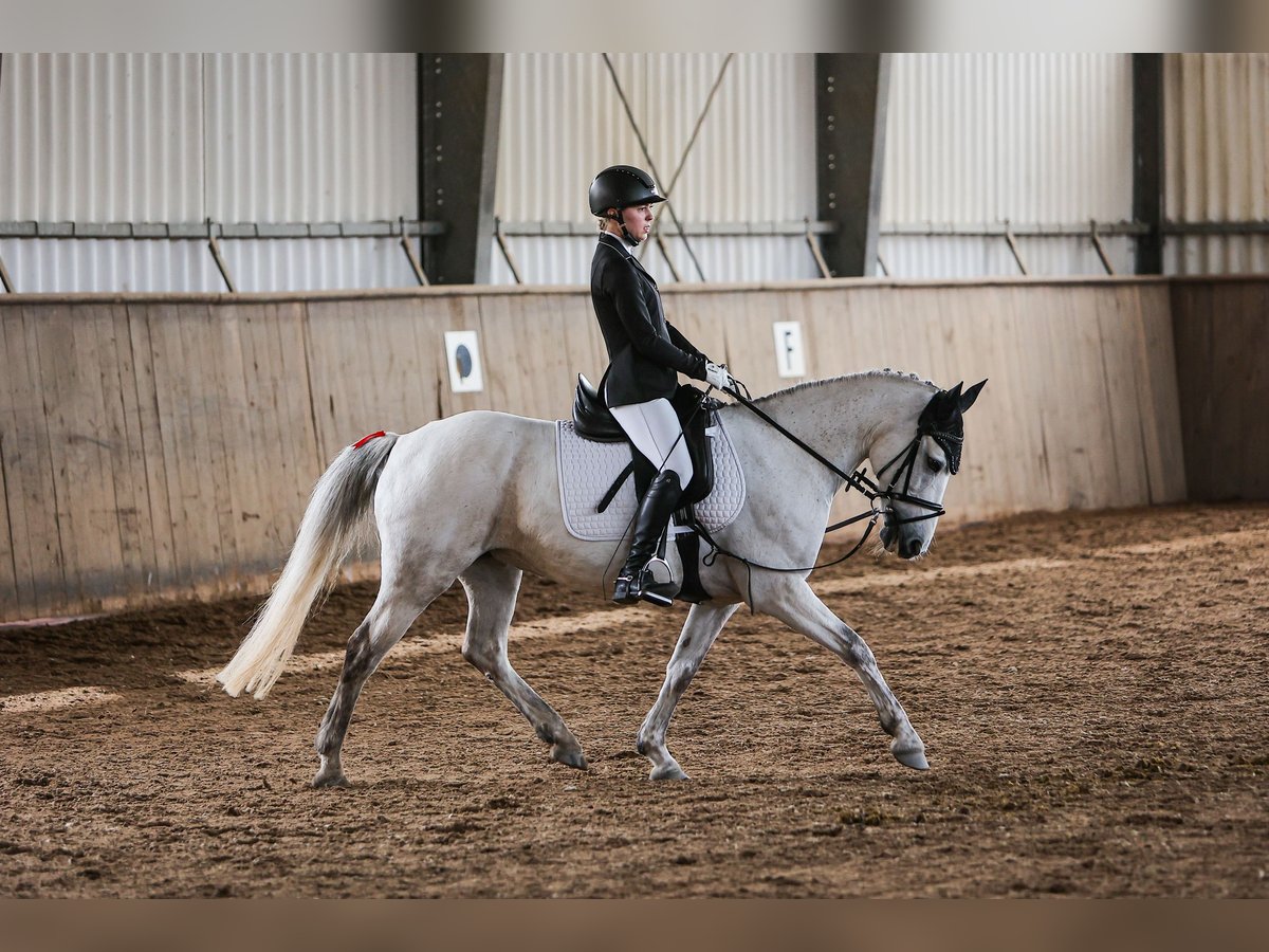 Connemara Mix Mare 11 years 14,1 hh Gray in Feucht