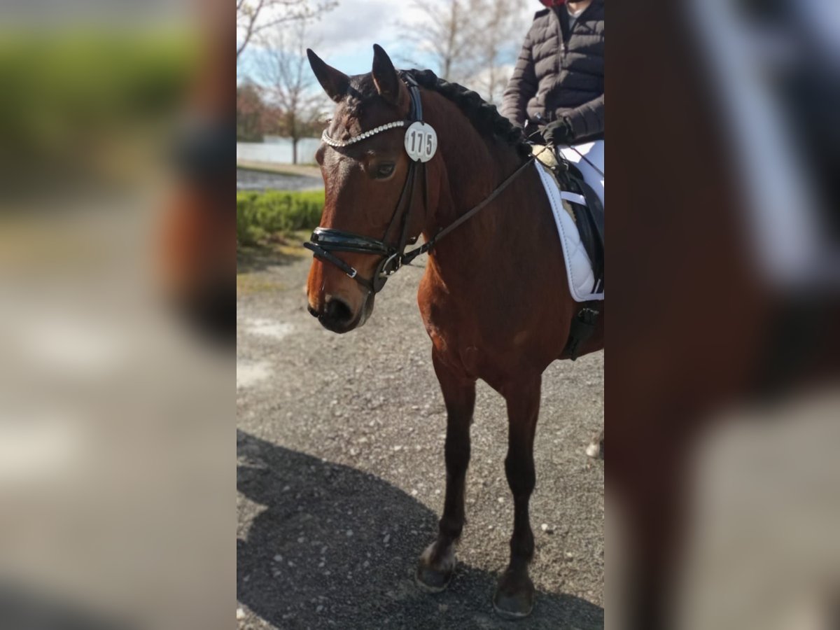 Connemara Mare 11 years 15,1 hh Brown in Weitramsdorf