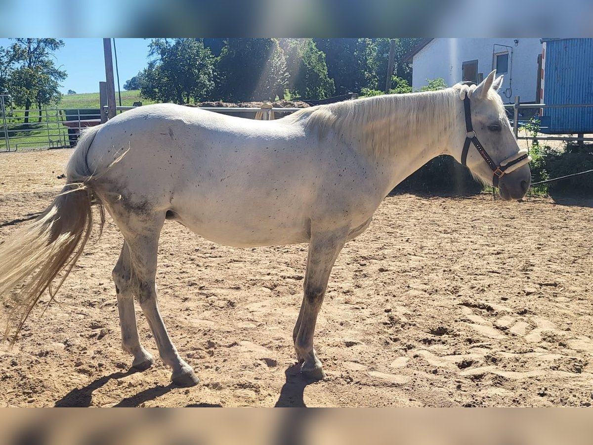 Connemara Mare 11 years Grey in Gesees