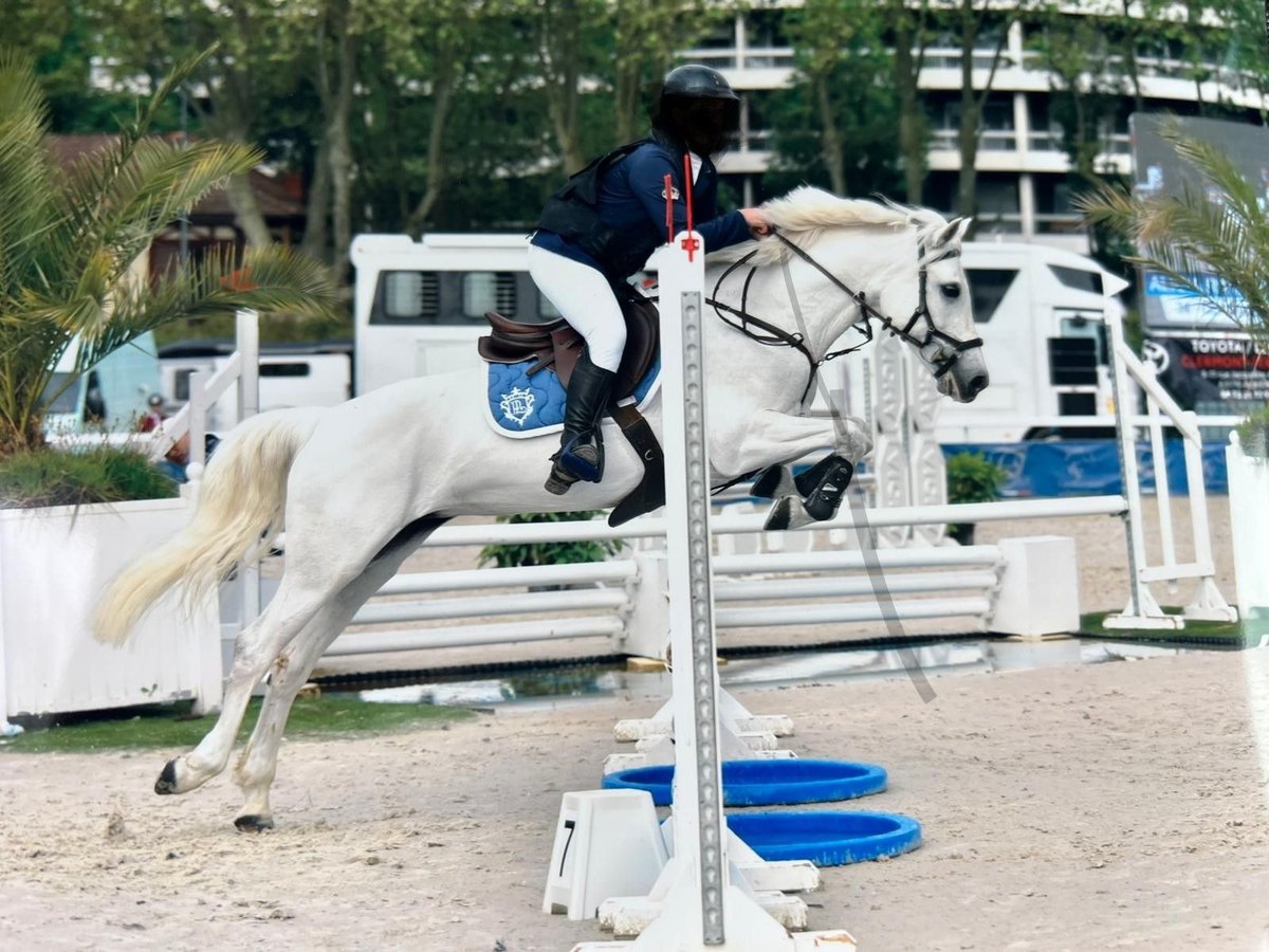 Connemara Mare 12 years 14,2 hh Gray in Habère-Poche