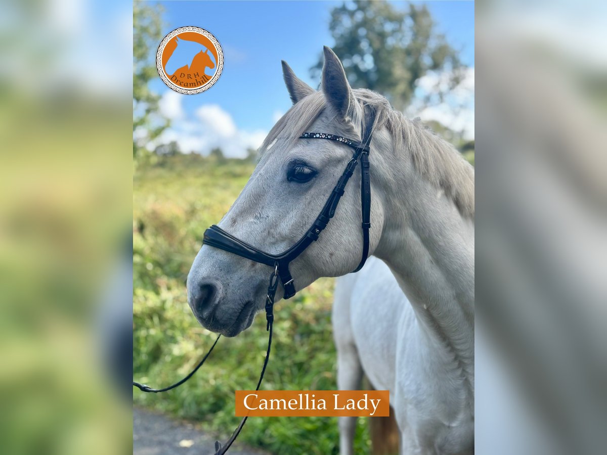 Connemara Mare 12 years 14,2 hh Grey in Loughrea