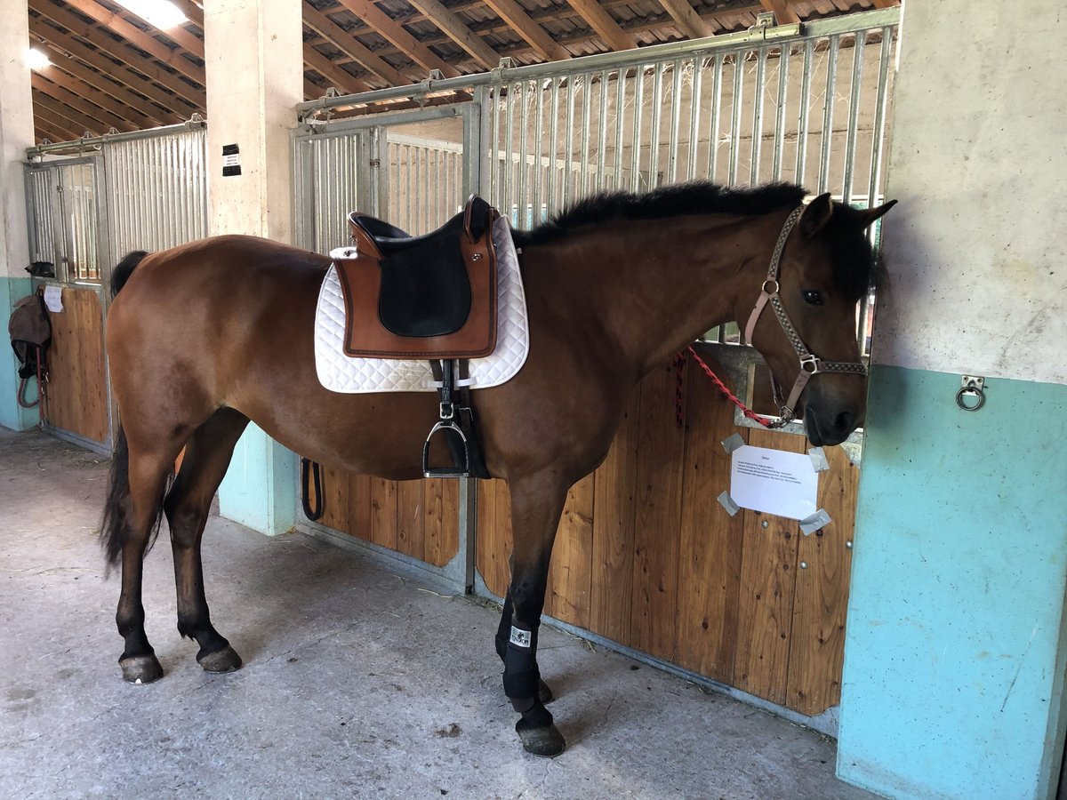 Connemara Mare 12 years 15 hh Brown in Bad Wünnenberg