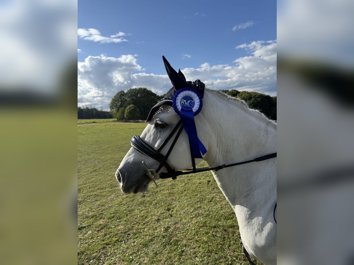 Connemara Mix Mare 13 years 12,3 hh Grey in Overath