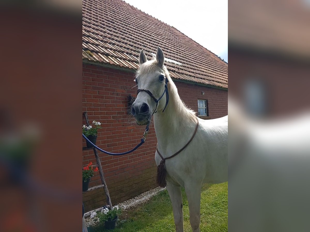 Connemara Mix Mare 13 years 14,1 hh Gray in Klazienaveen