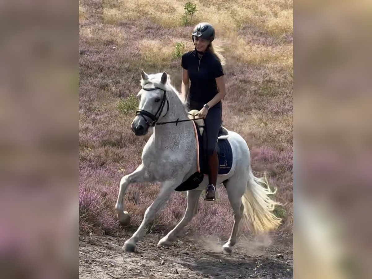 Connemara Mare 13 years 14,1 hh Grey-Fleabitten in Waldbröl Connemara Mare 13 years 14,1 hh Grey-Fleabitten in Waldbröl