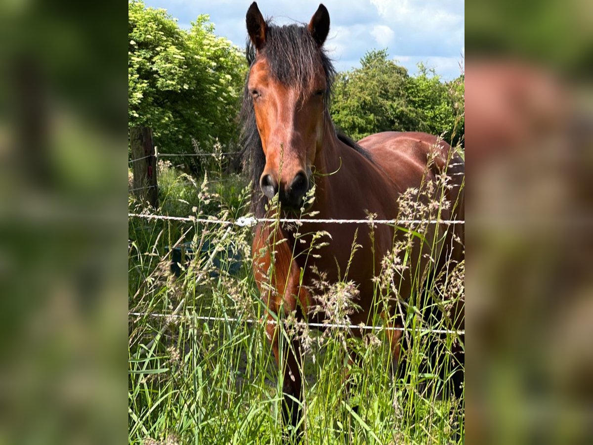 Connemara Mare 13 years 14,2 hh Brown in Essen