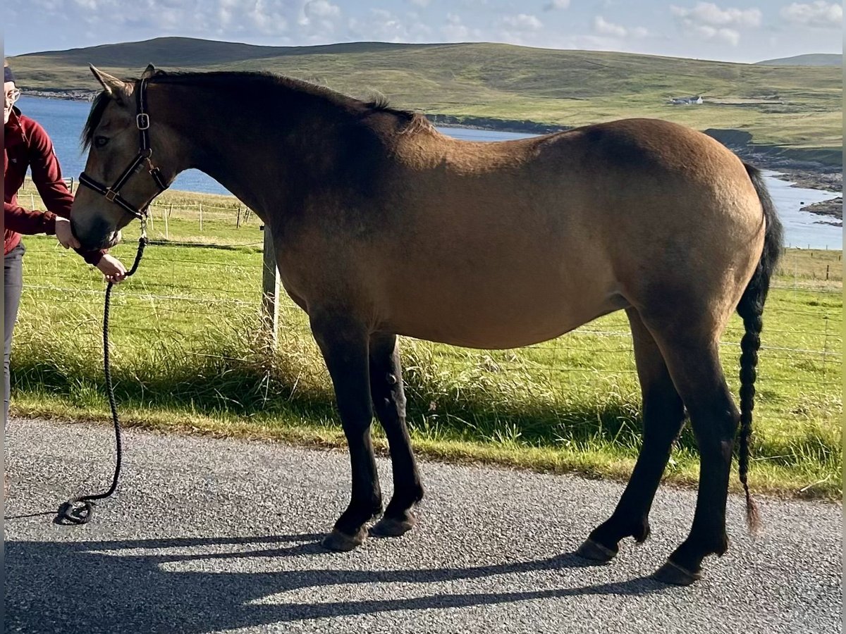 Connemara Mare 13 years 14,2 hh Dun in Shetland