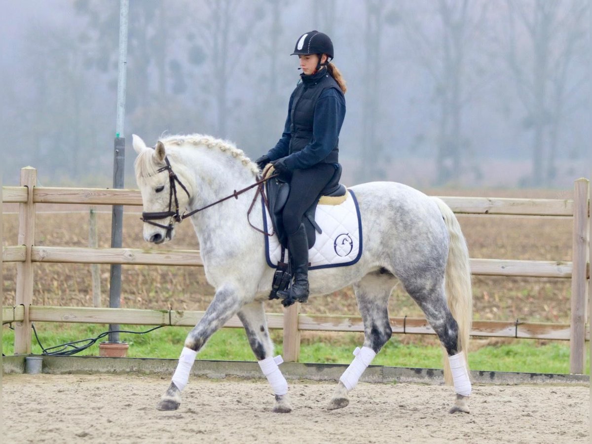 Connemara Mare 14 years 14,3 hh Gray-Blue-Tan in Bogaarden