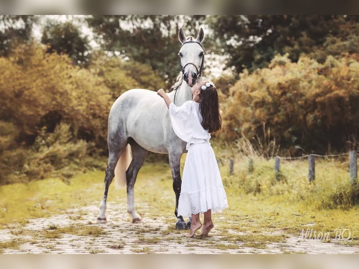 Connemara Mare 14 years 14 hh Gray in Brugge