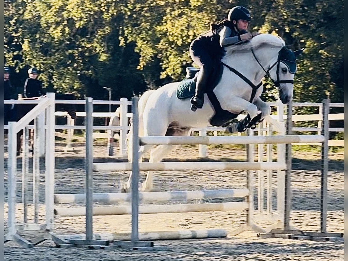 Connemara Mare 14 years 14,2 hh Grey in Roma
