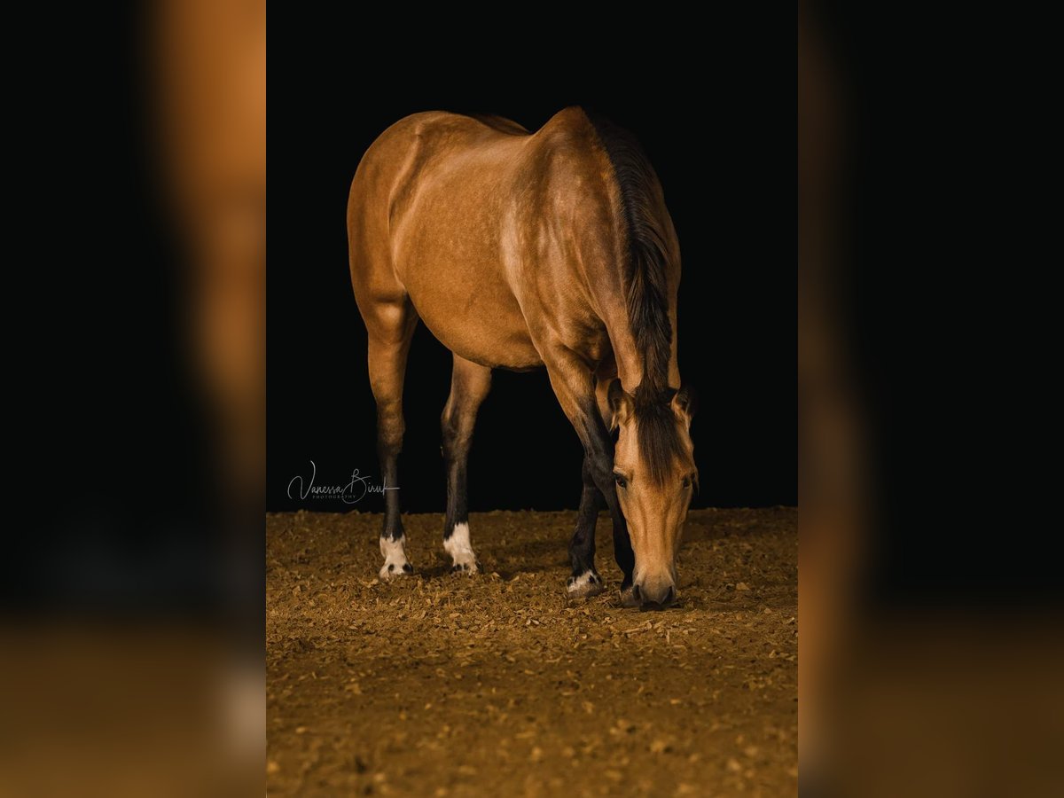 Connemara Mix Mare 15 years 14,3 hh Buckskin in Mannheim