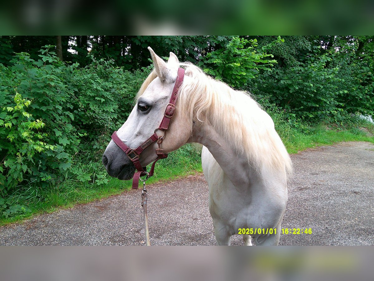 Connemara Mare 16 years 14 hh Grey in Pegnitz