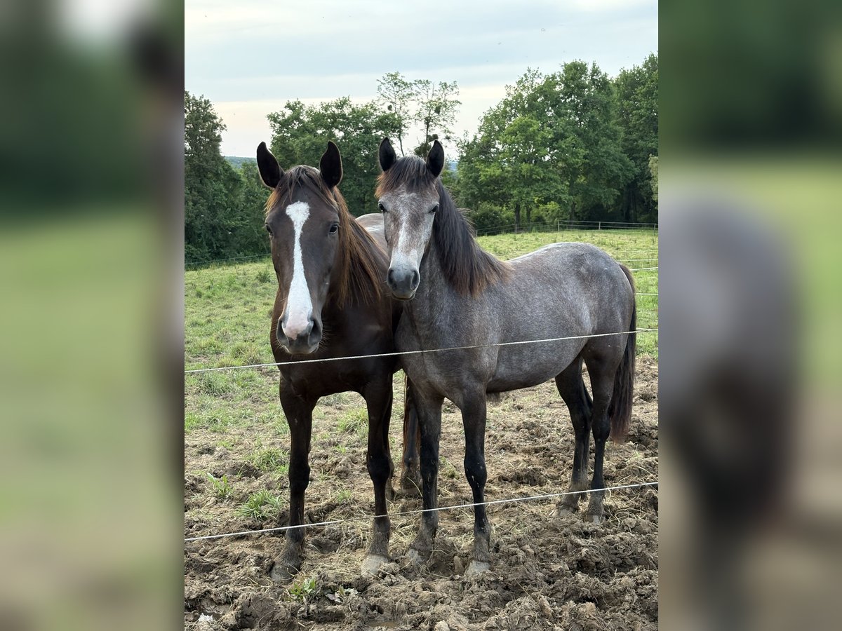 Connemara Mare 1 year 13,2 hh Grey in Bonnut