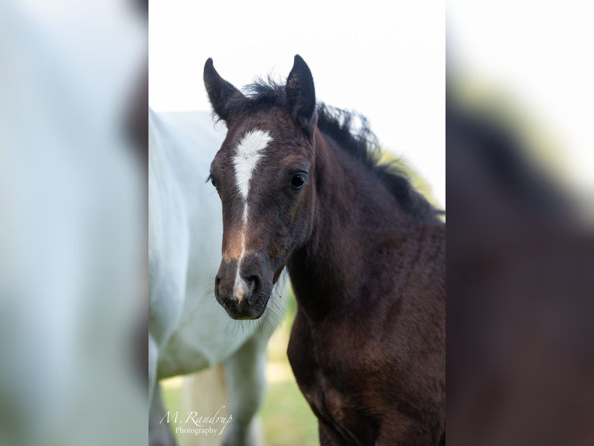 Connemara Mare 1 year 14,1 hh Gray in Fjenneslev