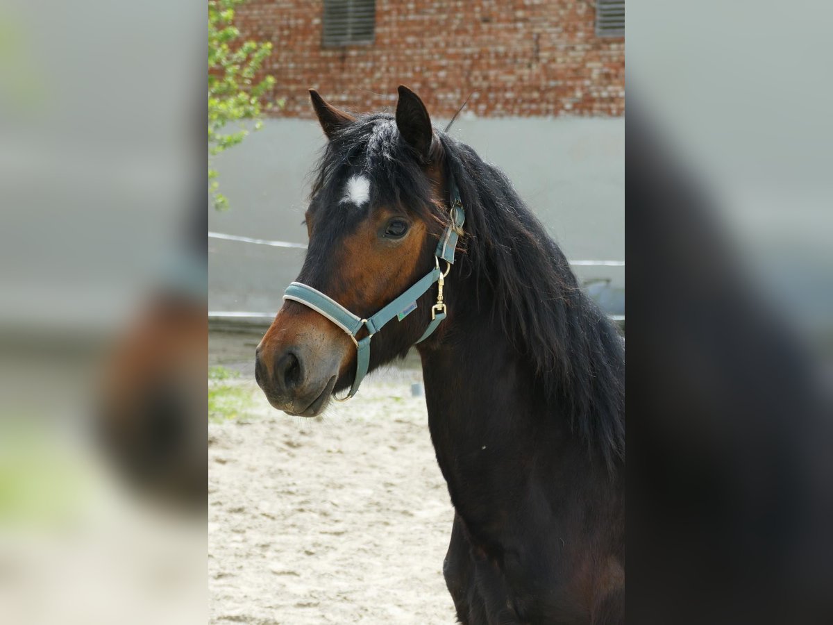 Connemara Mare 1 year 14,2 hh Brown in Bockhorn