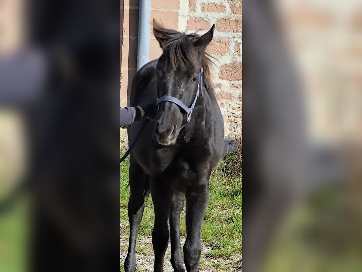 Connemara Mix Mare 1 year 14,1 hh Black in Buchen (Odenwald)