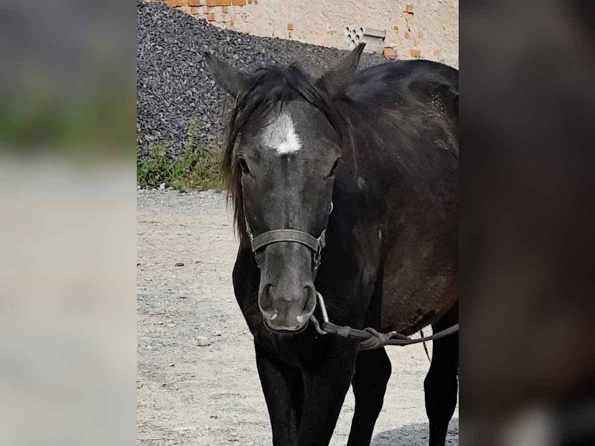 Connemara Mix Mare 1 year 14,2 hh Black in Buchen (Odenwald) Connemara Mix Mare 1 year 14,2 hh Black in Buchen (Odenwald)