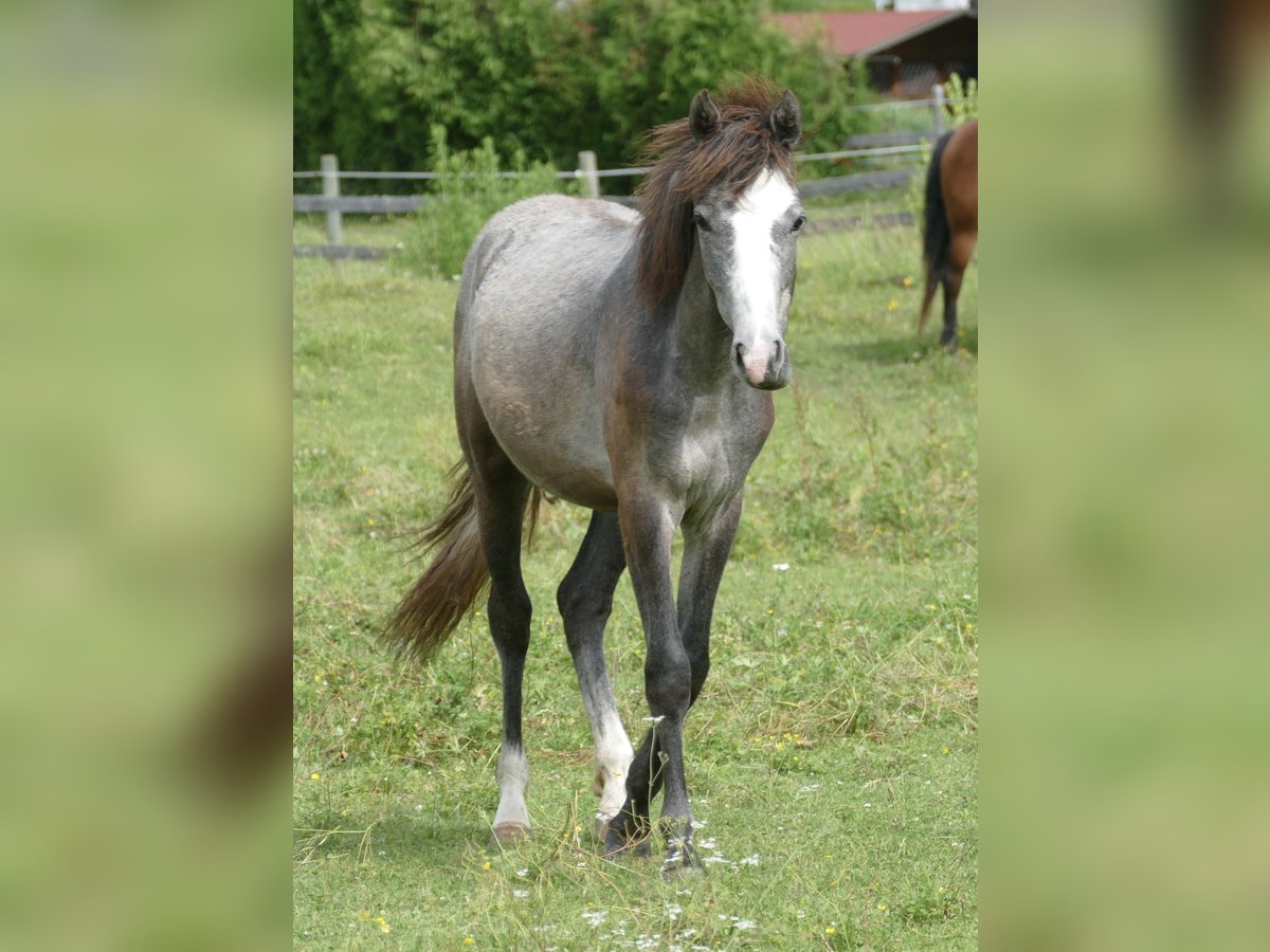 Connemara Mare 1 year 14,2 hh Gray in Leoben