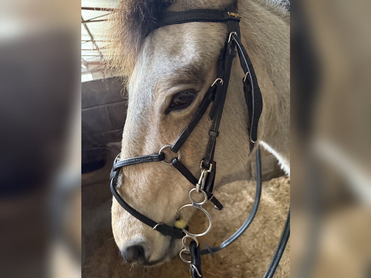 Connemara Mix Mare 21 years 14,2 hh Dun in Limerick