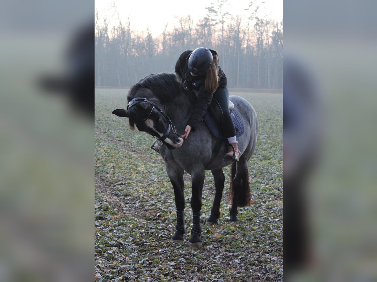 Connemara Mix Mare 23 years 14,2 hh Gray-Blue-Tan in Neu-Ulm