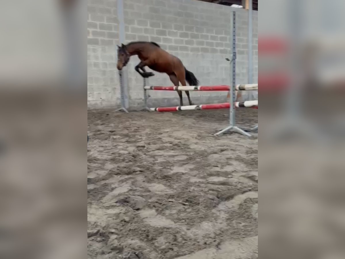 Connemara Mare 2 years 13,3 hh Brown in Agimont