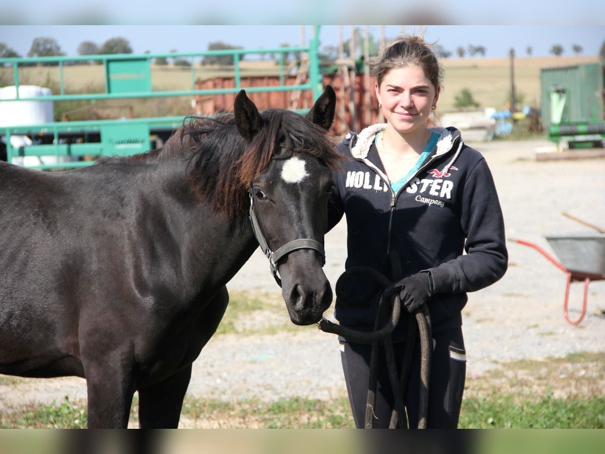 Connemara Mix Mare 2 years 14,2 hh Black in Buchen (Odenwald)